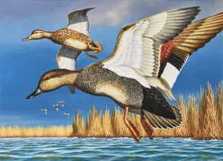 Oklahoma Duck Stamp Contest Winners Oklahoma Department of